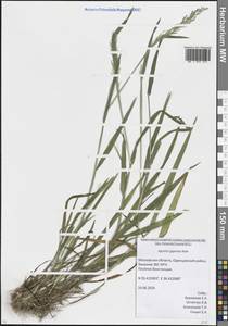 Полевица гигантская Roth, Восточная Европа, Московская область и Москва (E4a) (Россия)