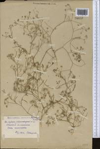 Psammogeton capillifolium (Regel & Schmalh.) Mousavi, Mozaff. & Zarre, Средняя Азия и Казахстан, Сырдарьинские пустыни и Кызылкумы (M7) (Узбекистан)
