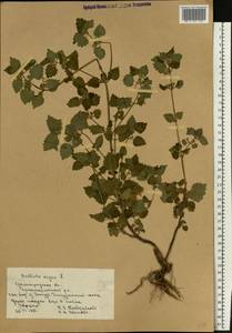 Белокудренник черный L., Восточная Европа, Нижневолжский район (E9) (Россия)