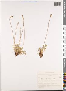 Oreomecon pseudocanescens (Popov) Galasso, Banfi & Bartolucci, Сибирь, Алтай и Саяны (S2) (Россия)