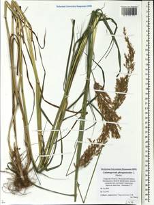 Вейник пурпурный (Trin.) Trin., Восточная Европа, Северо-Западный район (E2) (Россия)