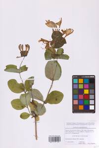 Жимолость душистая, Каприфоль L., Восточная Европа, Московская область и Москва (E4a) (Россия)