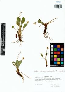 Viola alexandrowiana (W. Becker) Juz., Сибирь, Прибайкалье и Забайкалье (S4) (Россия)