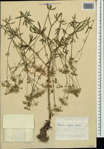 Резак обыкновенный Bernh., Крым (KRYM) (Россия)