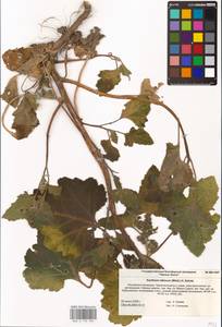 Xanthium orientale var. albinum (Widd.) Adema & M. T. Jansen, Восточная Европа, Нижневолжский район (E9) (Россия)
