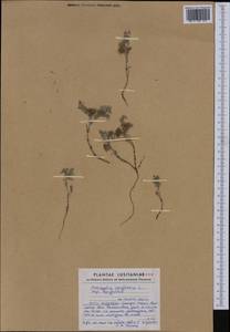 Astragalus epiglottis L., Западная Европа (EUR) (Португалия)