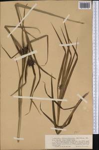Carex grayi J.Carey, Америка (AMER) (США)