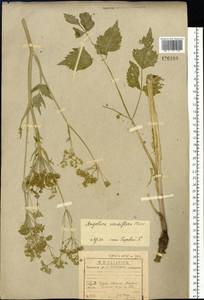 Ostericum viridiflorum (Turcz.) Kitag., Сибирь, Прибайкалье и Забайкалье (S4) (Россия)