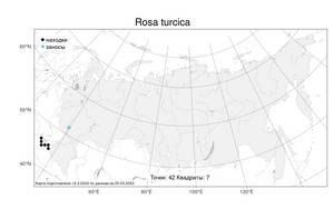 Rosa turcica, Шиповник турецкий, Роза турецкая Rouy, Атлас флоры России (FLORUS) (Россия)
