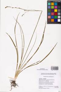 Венечник ветвистый L., Восточная Европа, Центральный лесостепной район (E6) (Россия)