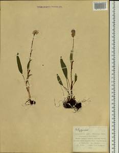 Спорыш, Сибирь, Дальний Восток (S6) (Россия)