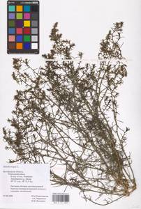 Солянка обыкновенная, Солянка сорная L., Восточная Европа, Центральный лесостепной район (E6) (Россия)