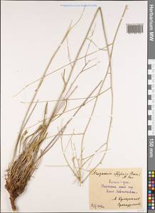 Lepidium bupleuroides Rchb.fil., Средняя Азия и Казахстан, Копетдаг, Бадхыз, Малый и Большой Балхан (M1) (Туркмения)