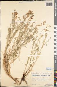 Астрагал пёстрый, Восточная Европа, Северо-Украинский район (E11) (Украина)