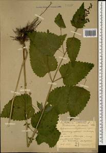 Шлемник высочайший, Шлемник высокий L., Кавказ, Ставропольский край, Карачаево-Черкесия, Кабардино-Балкария (K1b) (Россия)