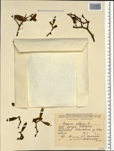 Омела белая L., Кавказ, Грузия (K4) (Грузия)