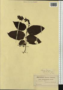 Граб обыкновенный, Граб кавказский L., Западная Европа (EUR)