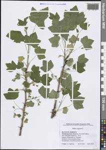 Смородина черная L., Восточная Европа, Северо-Западный район (E2) (Россия)