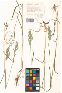 Bromus hordeaceus subsp. hordeaceus, Восточная Европа, Московская область и Москва (E4a) (Россия)