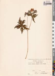 Герань волосистоцветковая DC., Сибирь, Чукотка и Камчатка (S7) (Россия)