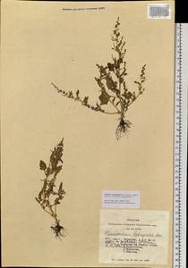 Oxybasis chenopodioides (L.) S. Fuentes, Uotila & Borsch, Сибирь, Западная Сибирь (S1) (Россия)