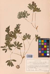 Хохлатка промежуточная, Хохлатка средняя (L.) Mérat, Восточная Европа (без точных пунктов) (E0)