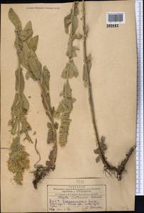 Nepeta bodeana Bunge, Средняя Азия и Казахстан, Копетдаг, Бадхыз, Малый и Большой Балхан (M1) (Туркмения)