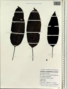 Heptapleurum heptaphyllum (L.) Y. F. Deng, Зарубежная Азия (ASIA) (Вьетнам)