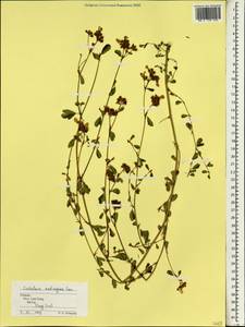 Crotalaria medicaginea Lam., Зарубежная Азия (ASIA) (Вьетнам)