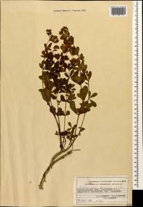 Lotus graecus L., Кавказ, Краснодарский край и Адыгея (K1a) (Россия)