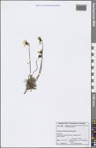 Oreomecon schamurinii (V. V. Petrovsky) Krivenko, Сибирь, Якутия (S5) (Россия)