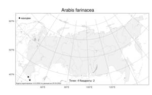 Arabis farinacea, Резуха мучнистая Rupr., Атлас флоры России (FLORUS) (Россия)