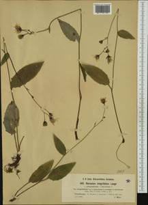 Hieracium umbrosum subsp. danicum (Dahlst.) Gottschl., Западная Европа (EUR) (Австрия)