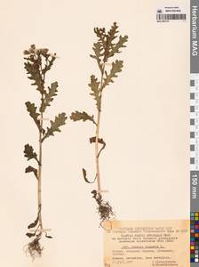 Крестовник обыкновенный L., Восточная Европа, Московская область и Москва (E4a) (Россия)