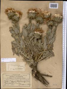 Кузиния ежеголовая Sennikov, Средняя Азия и Казахстан, Сырдарьинские пустыни и Кызылкумы (M7)