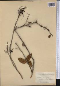 Ouratea ilicifolia (DC.) Baill., Америка (AMER) (Куба)