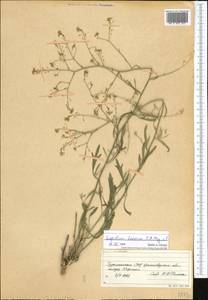 Lepidium lacerum C.A. Mey., Средняя Азия и Казахстан, Прикаспийский Устюрт и Северное Приаралье (M8) (Казахстан)
