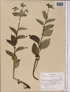 Mertensia paniculata (Aiton) G. Don, Америка (AMER) (США)