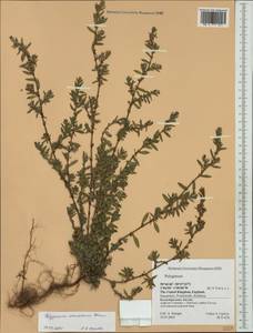 Muehlenbeckia axillaris (Hook. fil.) Walp., Западная Европа (EUR) (Великобритания)