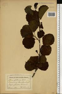 Ольха клейкая, Ольха черная (L.) Gaertn., Восточная Европа, Белоруссия (E3a) (Белоруссия)