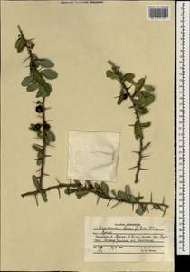 Sideroxylon mascatense (A.DC.) T.D.Penn., Зарубежная Азия (ASIA) (Афганистан)