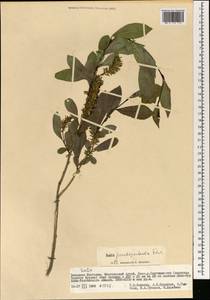Ива ложнопятитычинковая (Flod.) Flod., Монголия (MONG) (Монголия)