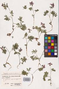 Хохлатка плотная (L.) Clairv., Восточная Европа, Восточный район (E10) (Россия)