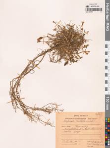 Остролодочник завернутый Ledeb., Сибирь, Чукотка и Камчатка (S7) (Россия)