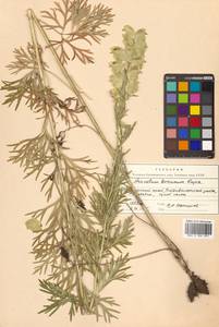 Борец корейский (H.Lév.) Rapaics, Сибирь, Дальний Восток (S6) (Россия)