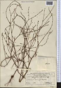 Спорыш почти-безлистный Sumnev., Средняя Азия и Казахстан, Западный Тянь-Шань и Каратау (M3) (Казахстан)