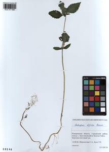 Пикульник двунадрезанный, Жабрей Boenn., Сибирь, Алтай и Саяны (S2) (Россия)