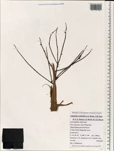 Lanonia centralis (A.J.Hend., N.K.Ban & N.Q.Dung) A.J.Hend. & C.D.Ba, Зарубежная Азия (ASIA) (Вьетнам)