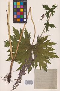 Борец северный Koelle, Восточная Европа, Восточный район (E10) (Россия)