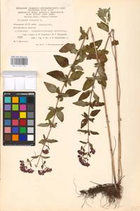 MHA 0 156 755, Душица обыкновенная L., Восточная Европа, Восточный район (E10) (Россия)